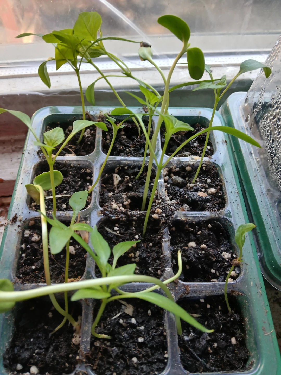 Assorted Seedling Plants