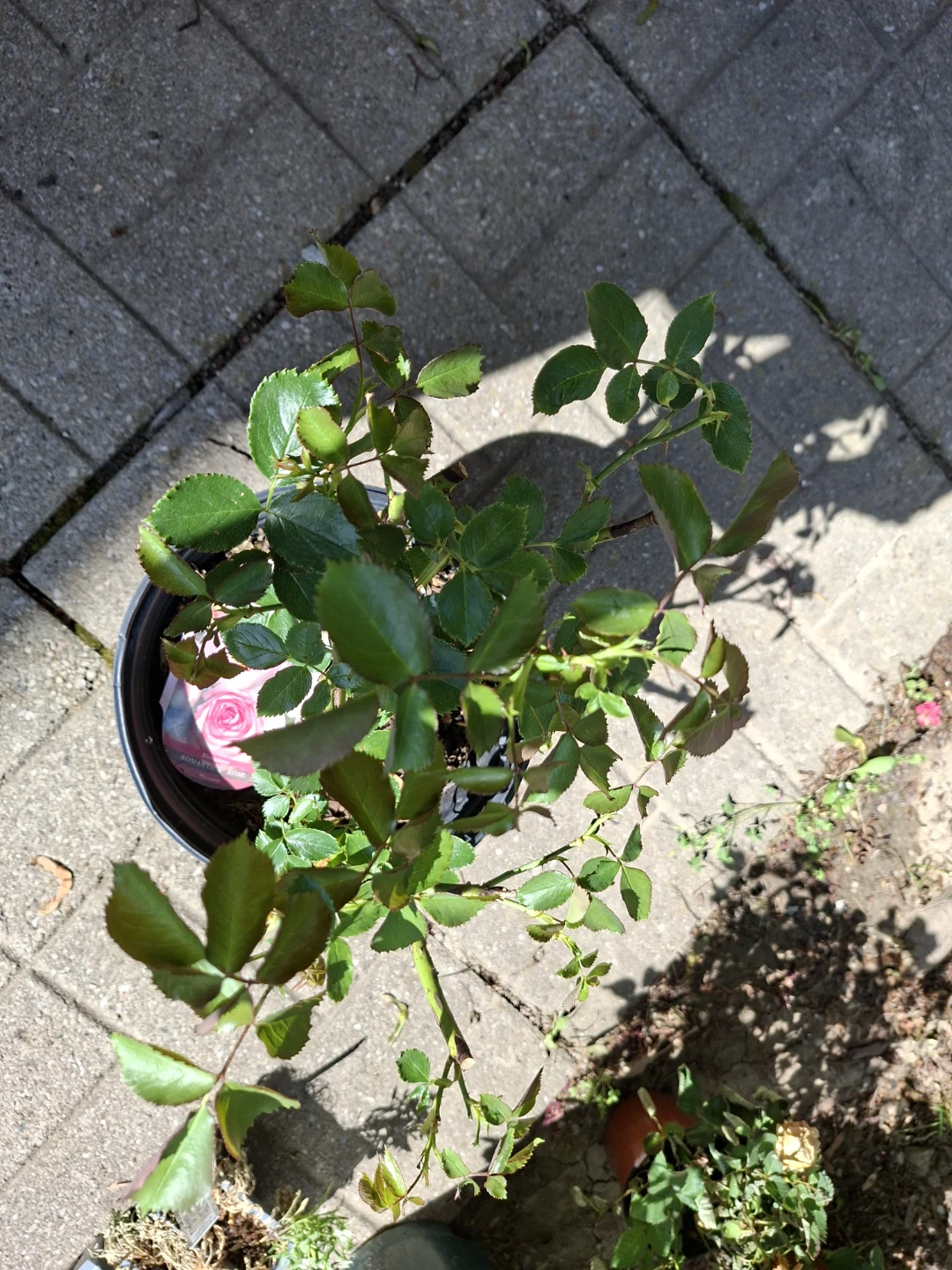 Eden Rose '85 Climbing Rose Plant - photo 3