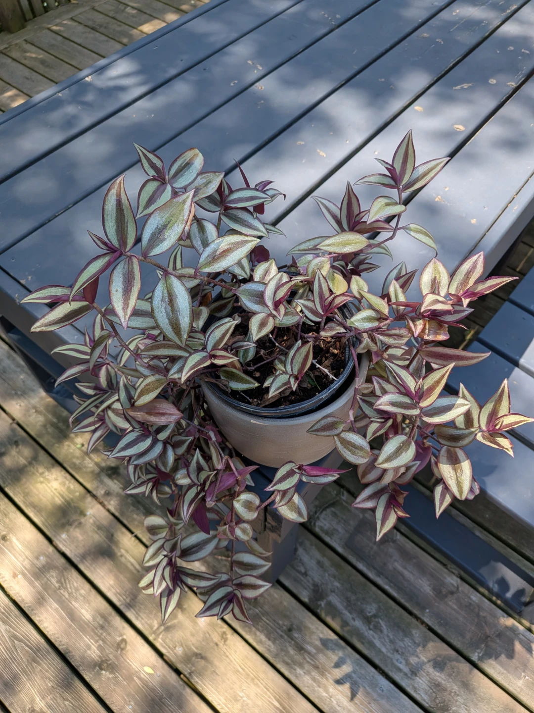 Gorgeous cascading wandering jew