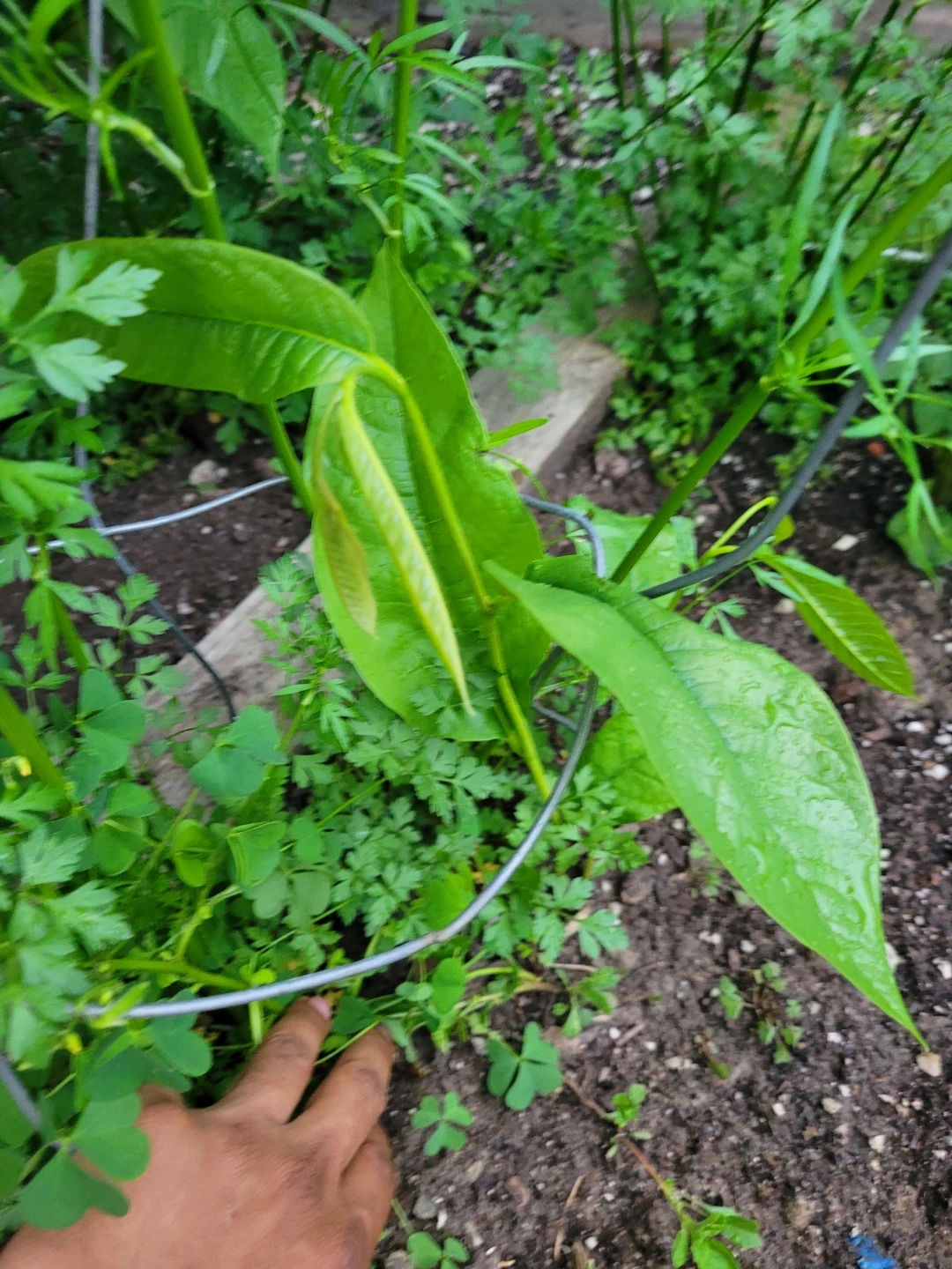 RARE Paw paw fruit tree saplings 25$ - photo 2