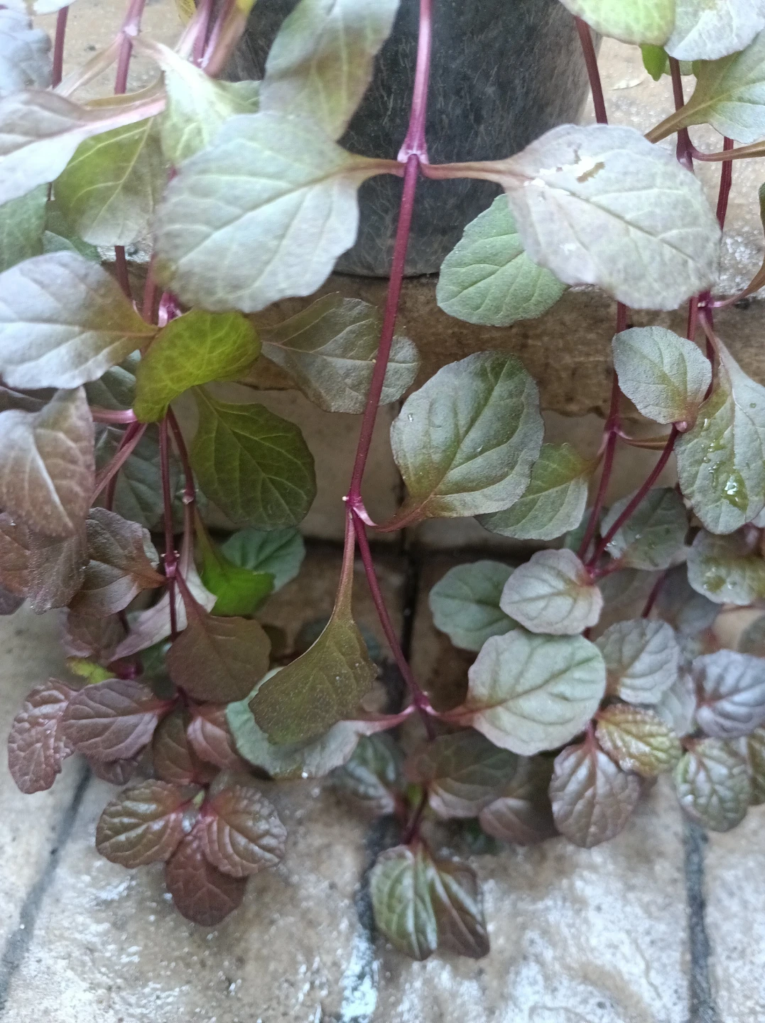 Trailing Plant in Pot - photo 2