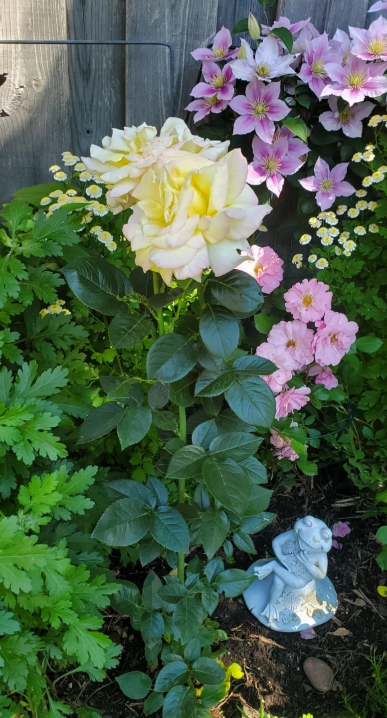 Cherry Parfait, Grandiflora Rose