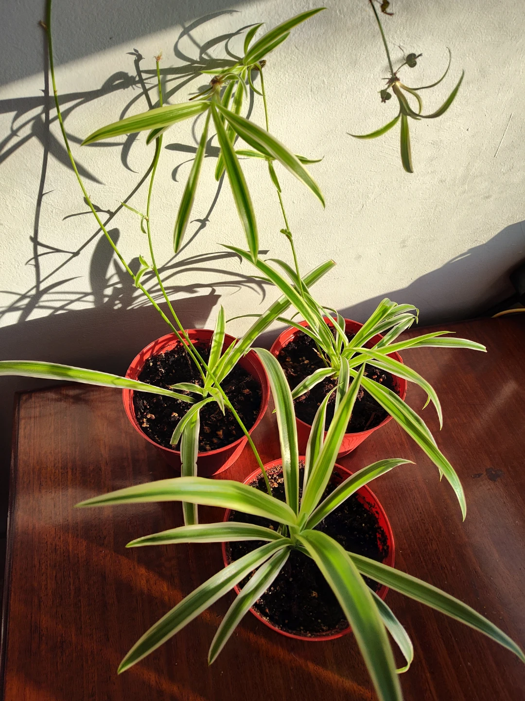 Spider plants with pups and snake plant - photo 4