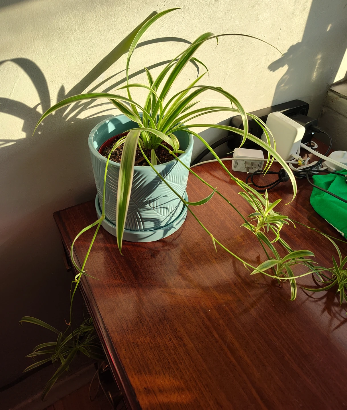 Spider plants with pups and snake plant