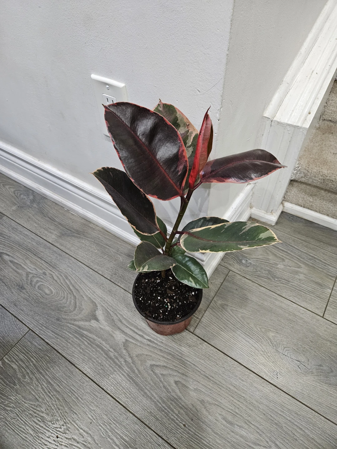 Ficus Elastica Tineke Rubber Plant