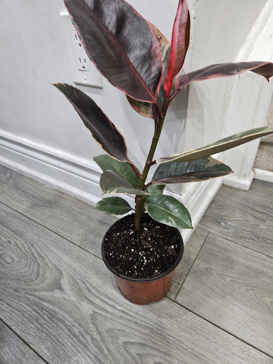 Ficus Elastica Tineke Rubber Plant - photo 2