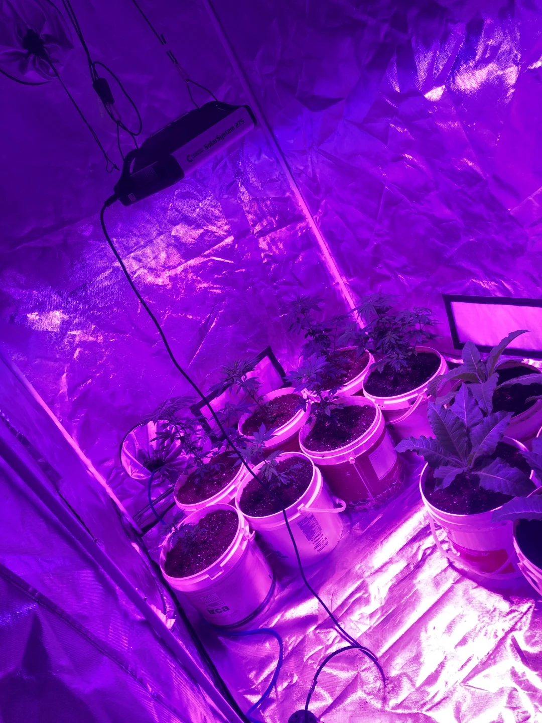 Very large grow tent with lots of accessories