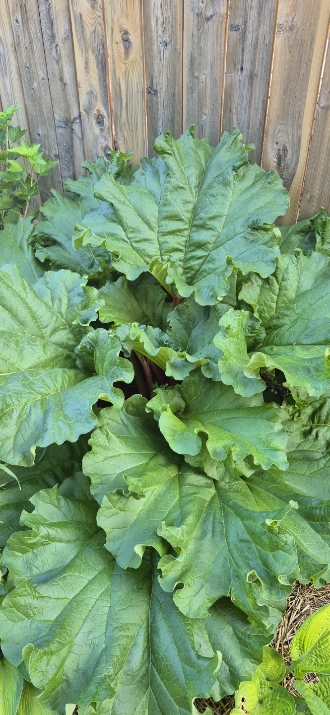 Rhubarb for sale