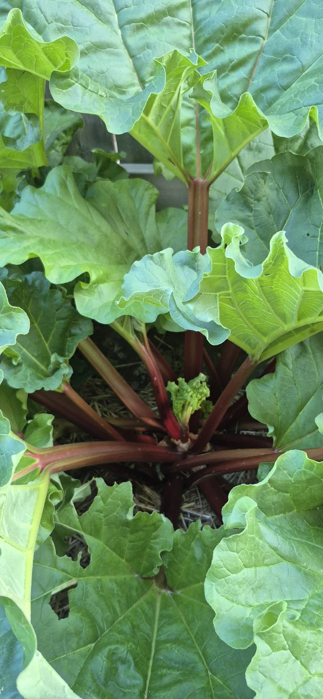 Rhubarb for sale - photo 2