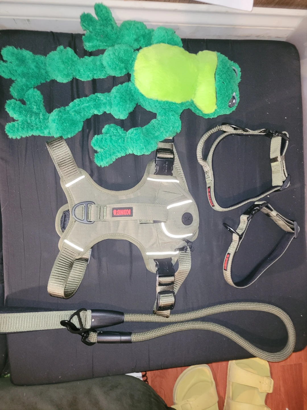 Brand new Kong dog supplies