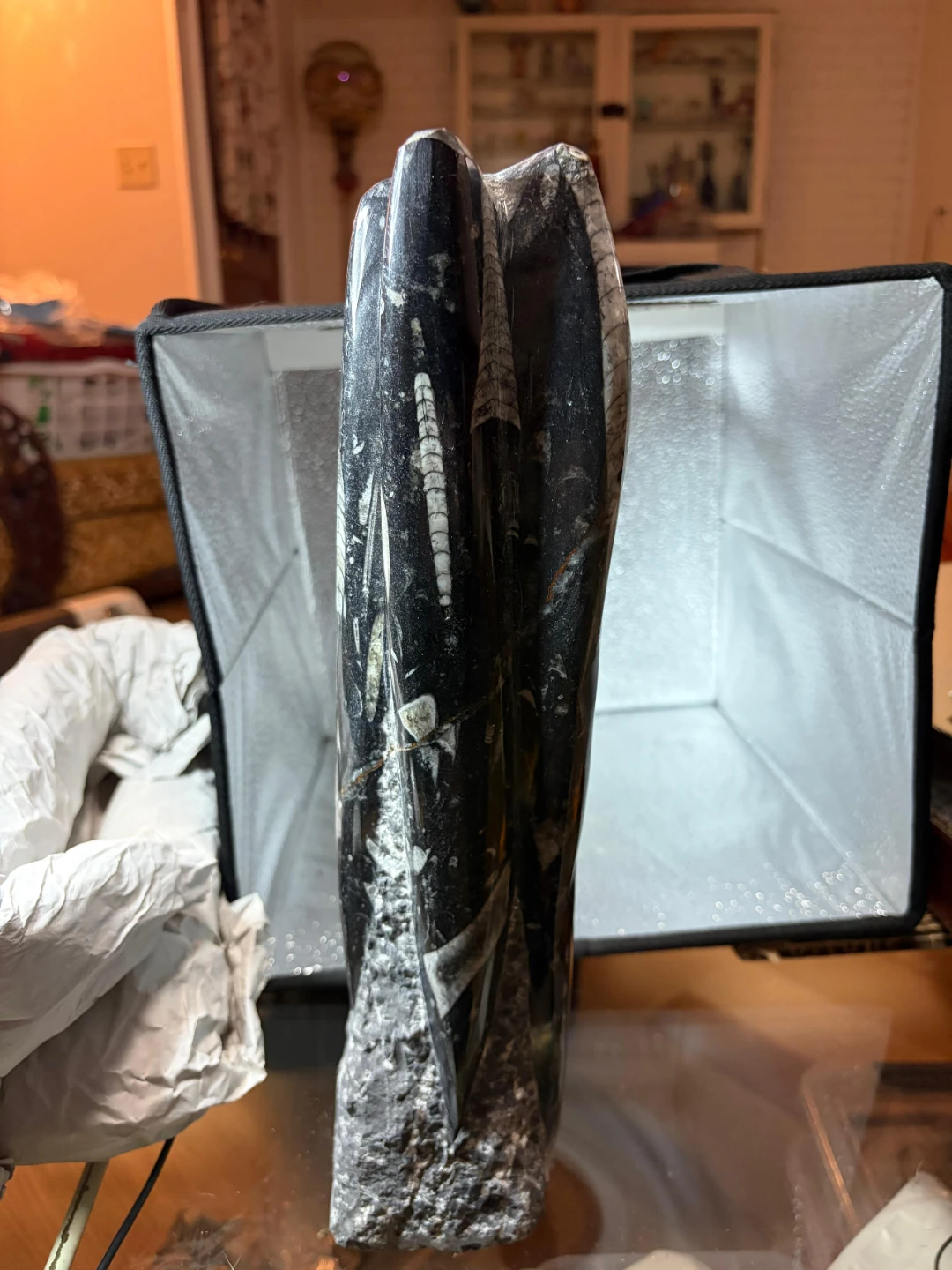 Fossil Orthoceras Sculpture 12"