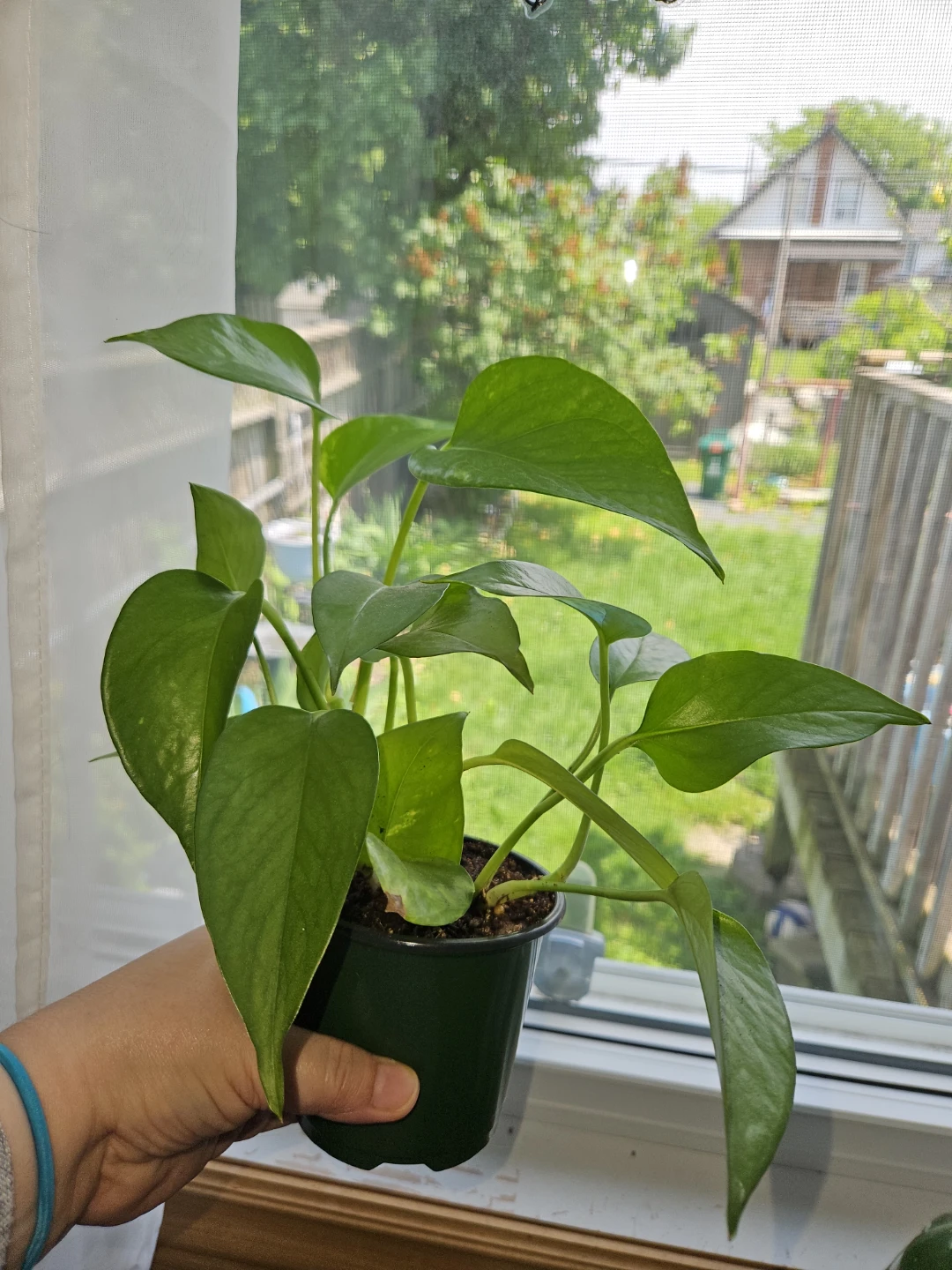 Golden Pothos Plant 🪴