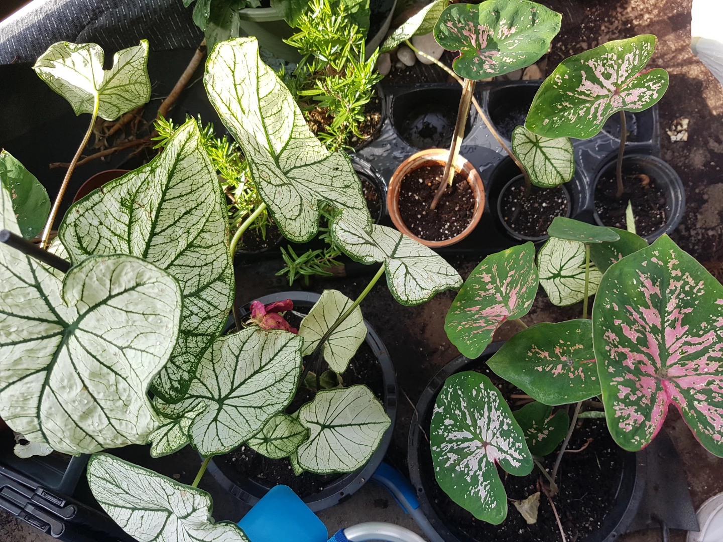 Caladium Plant