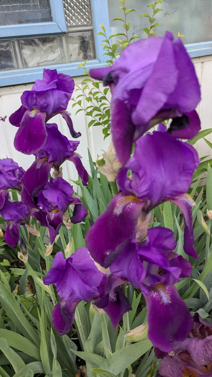 Purple Iris Flowers