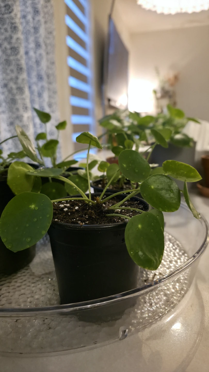 Pilea Peperomioides Plant for sale - photo 2