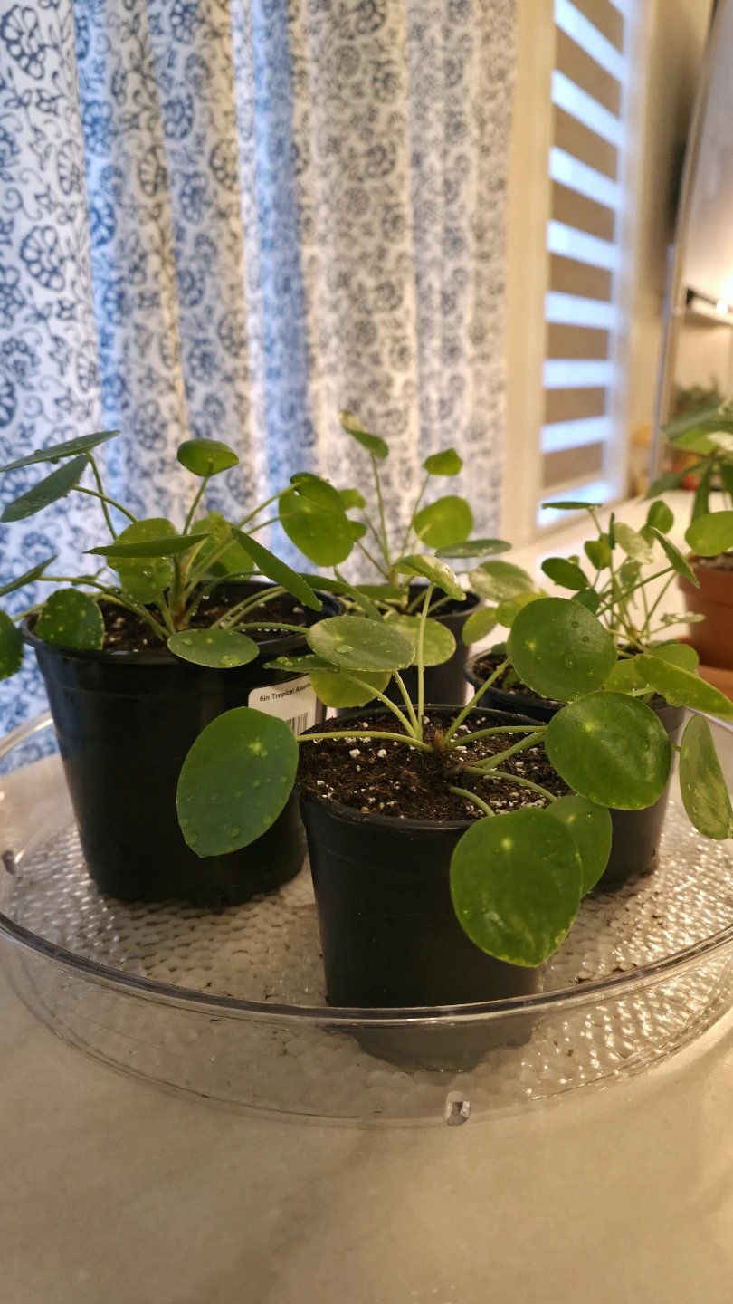 Pilea Peperomioides Plant for sale - photo 3