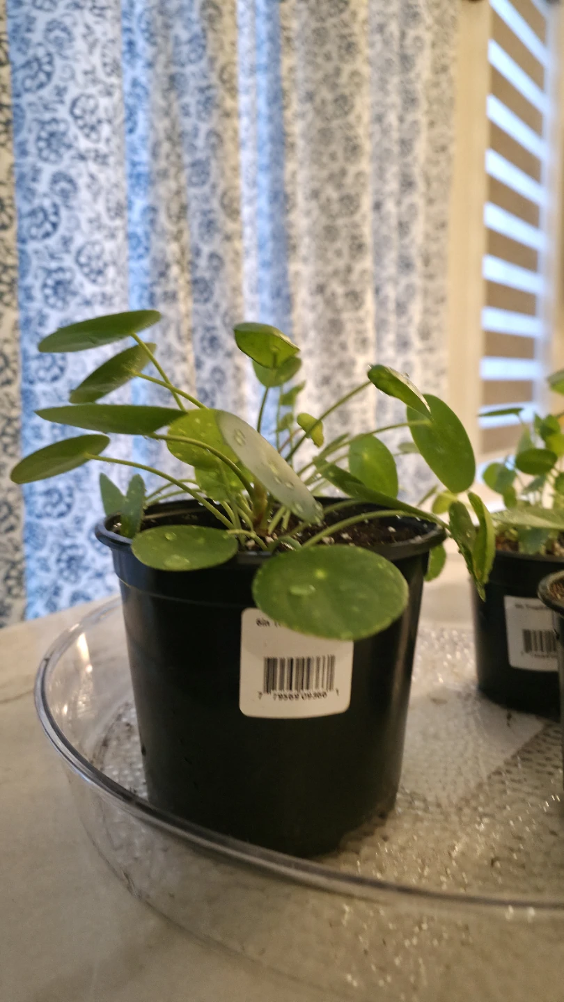 Pilea Peperomioides Plant for sale - photo 5