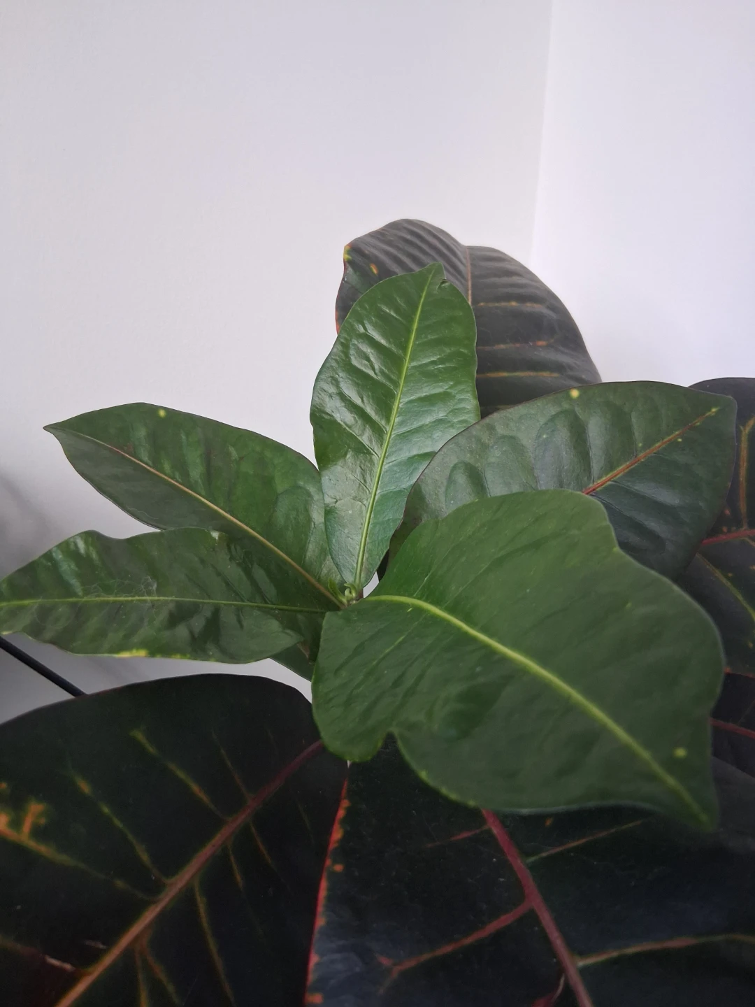 Croton Plant - Tropical Foliage - photo 3
