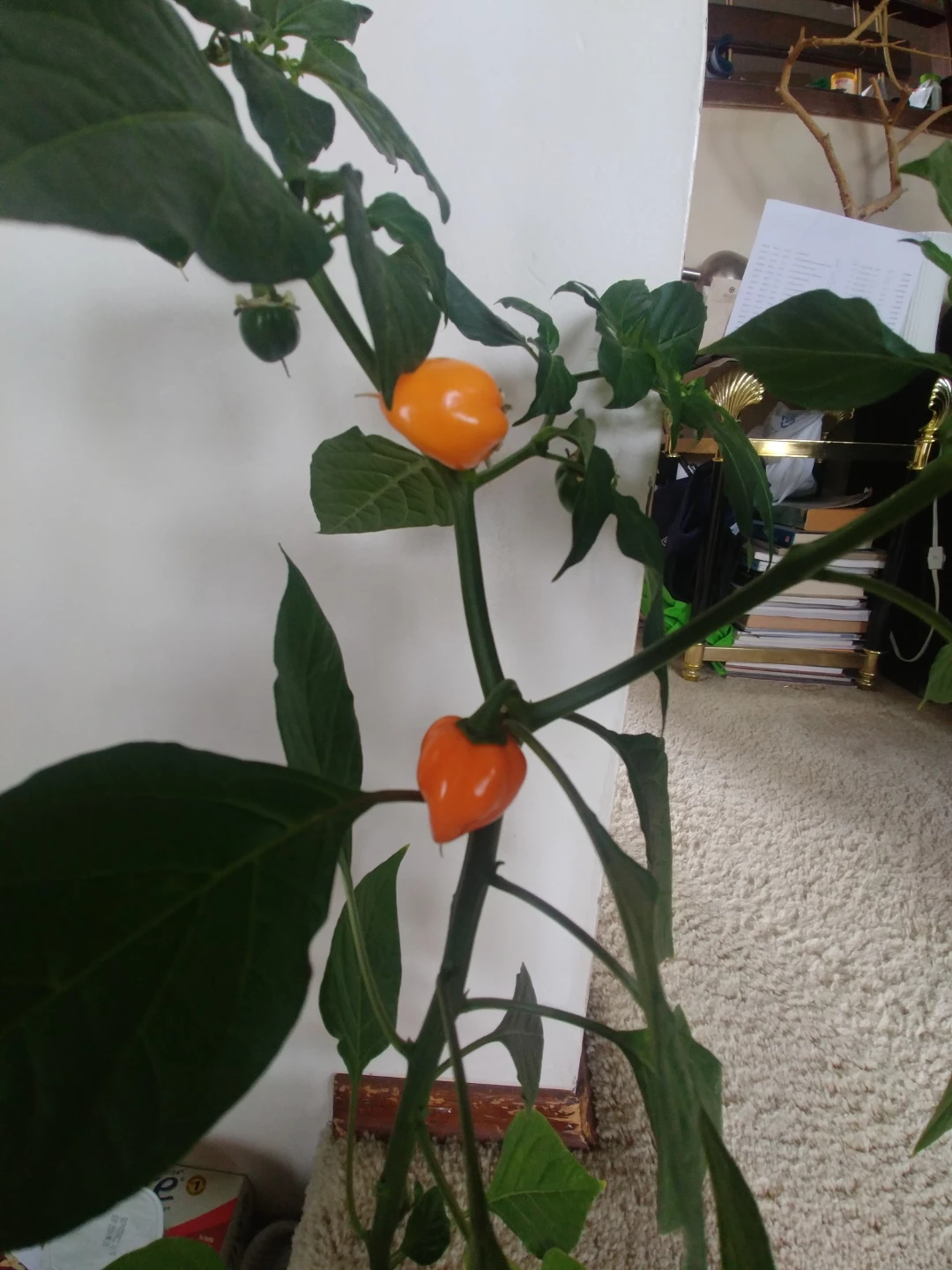 ⚽ Habanero Pepper Plant with Peppers - photo 2