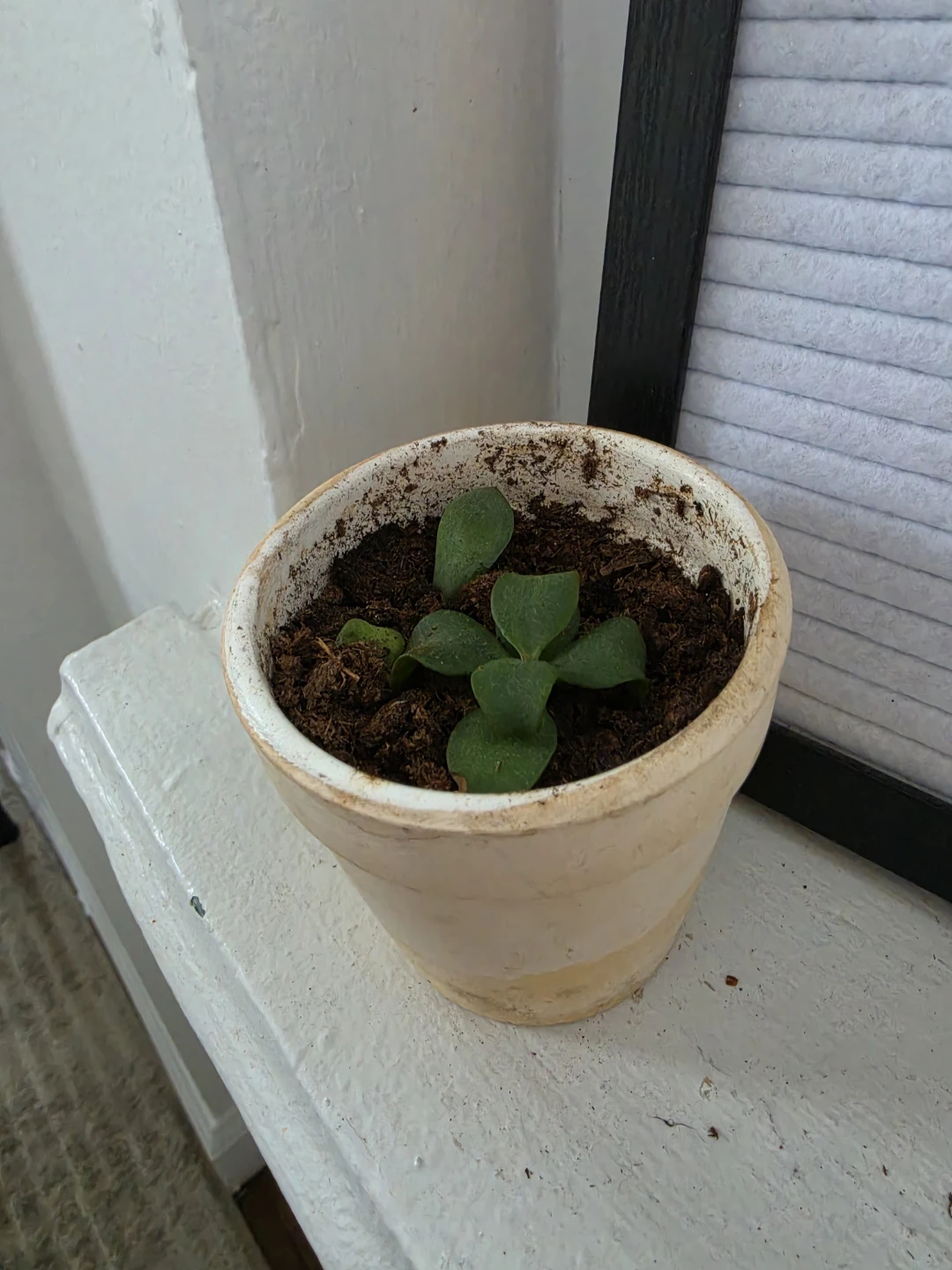 Jade plant