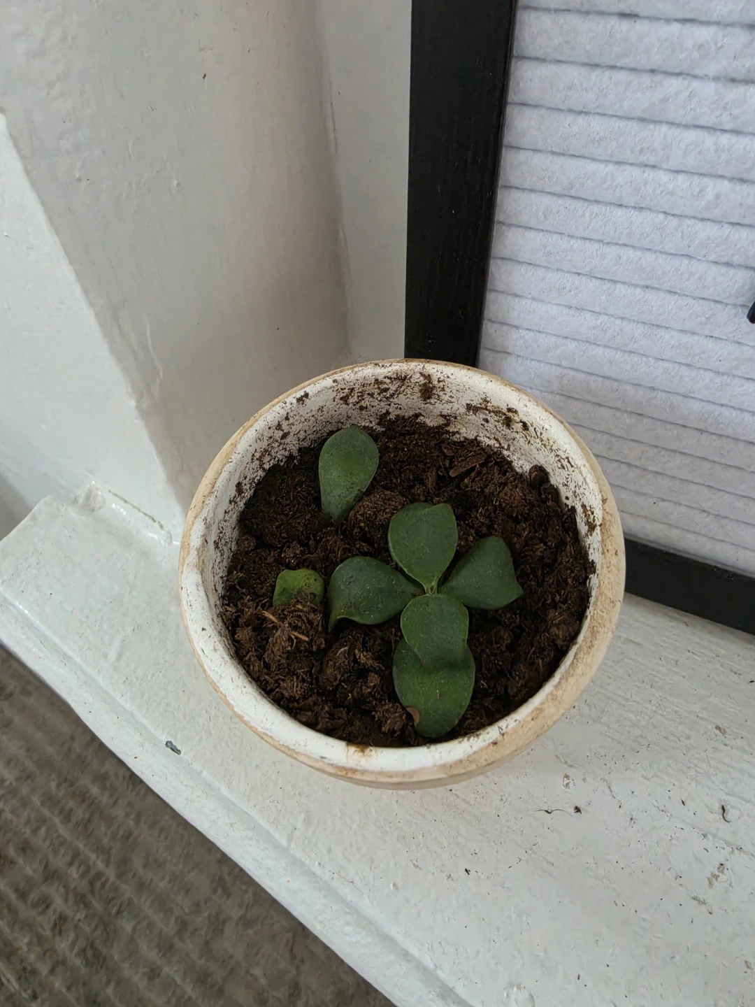 Jade plant - photo 2