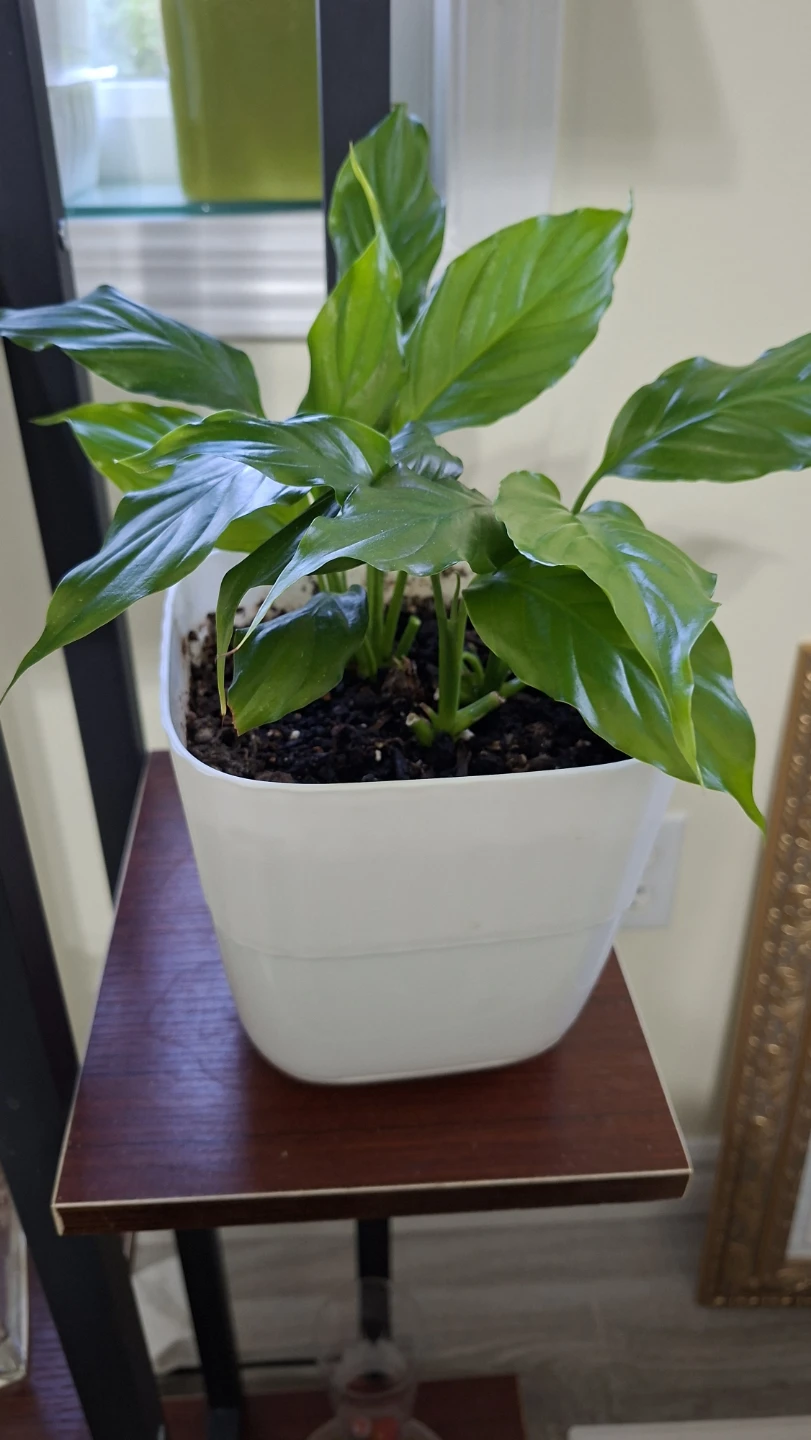 Potted Peach of Lily Plant in White Pot