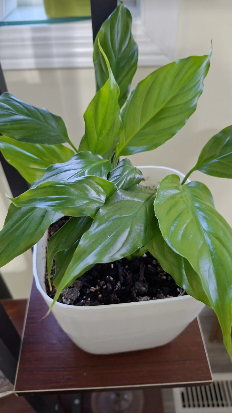Potted Peach of Lily Plant in White Pot - photo 2