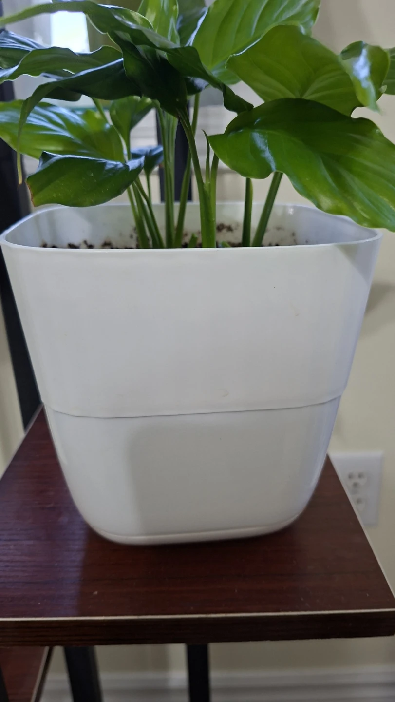 Potted Peach of Lily Plant in White Pot - photo 3