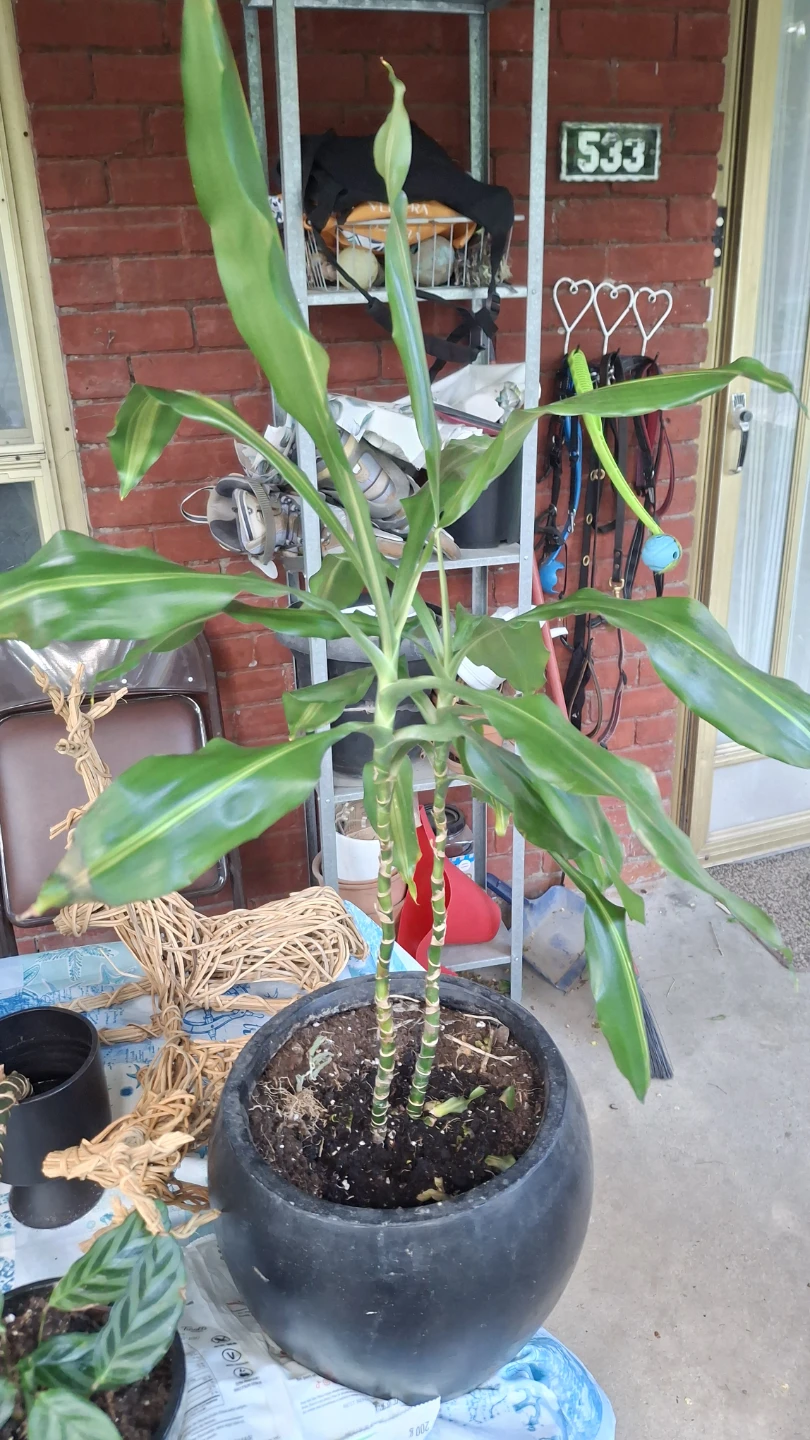 Large Dracaena Plant in Black Pot