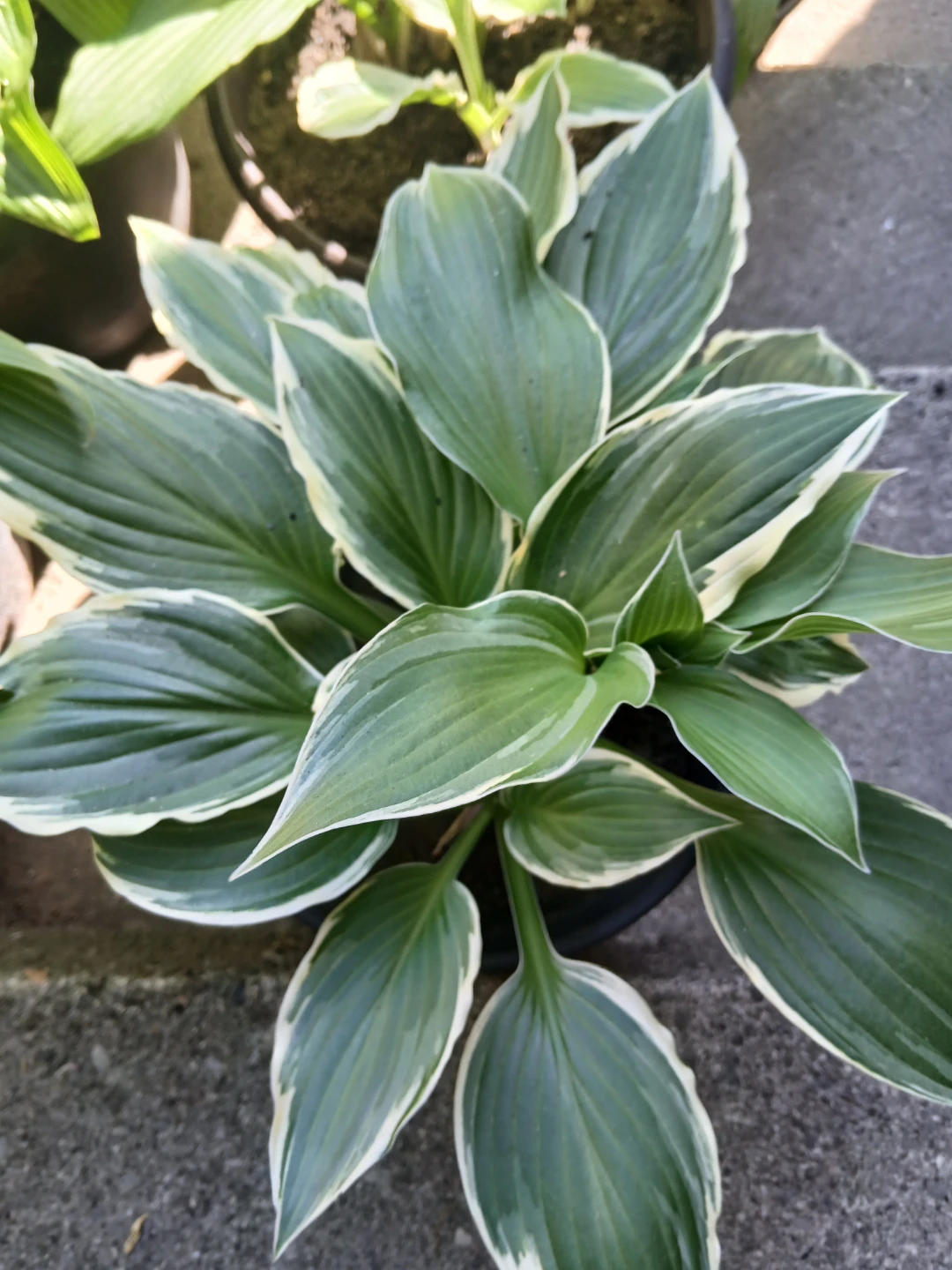 Assorted Hosta Plants - photo 2
