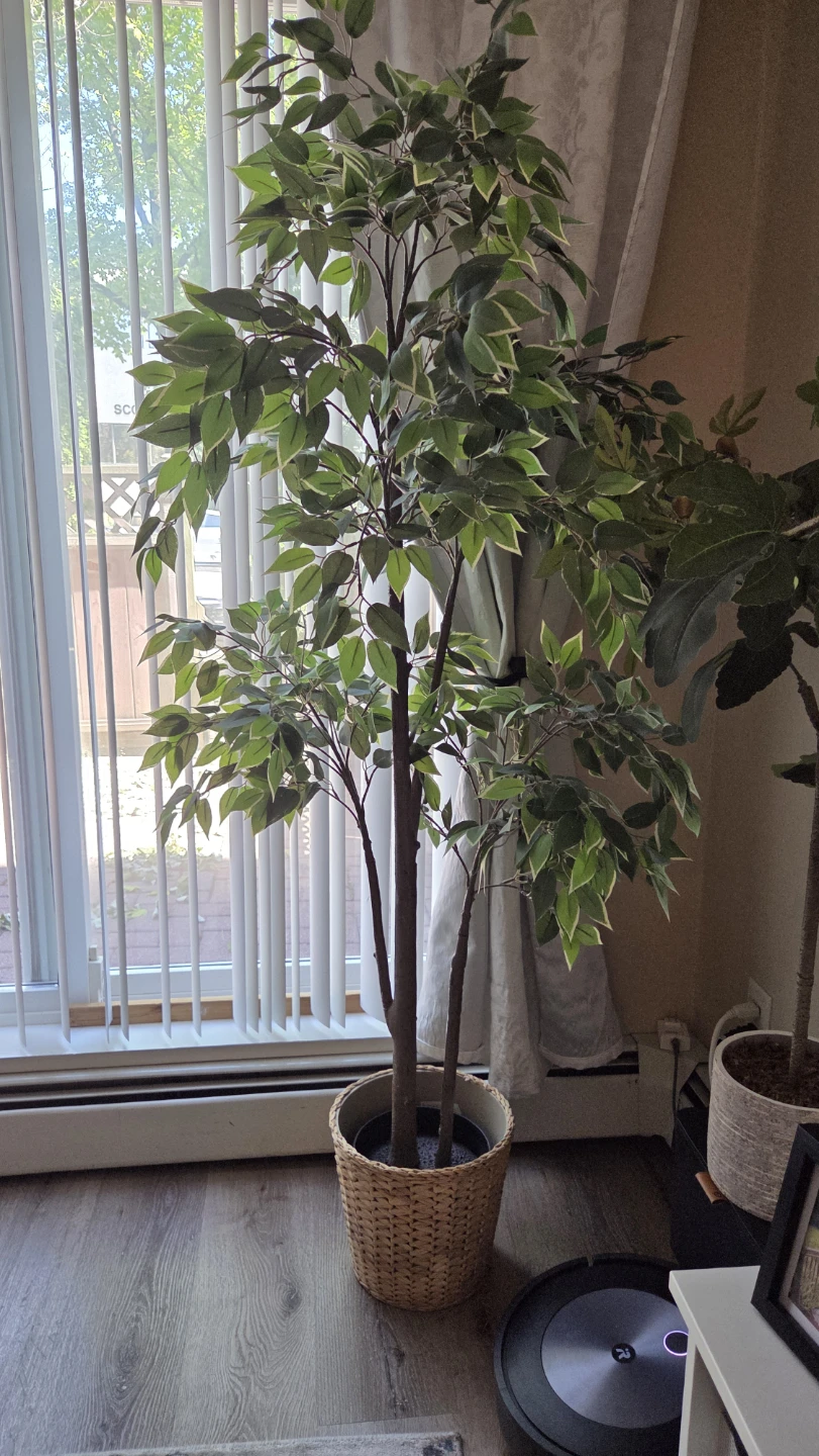 Artificial Ficus Tree in Wicker Basket
