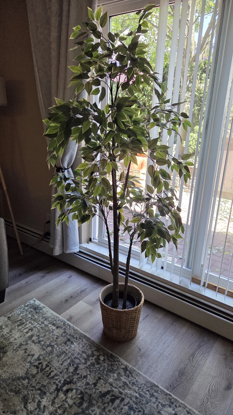 Artificial Ficus Tree in Wicker Basket - photo 2