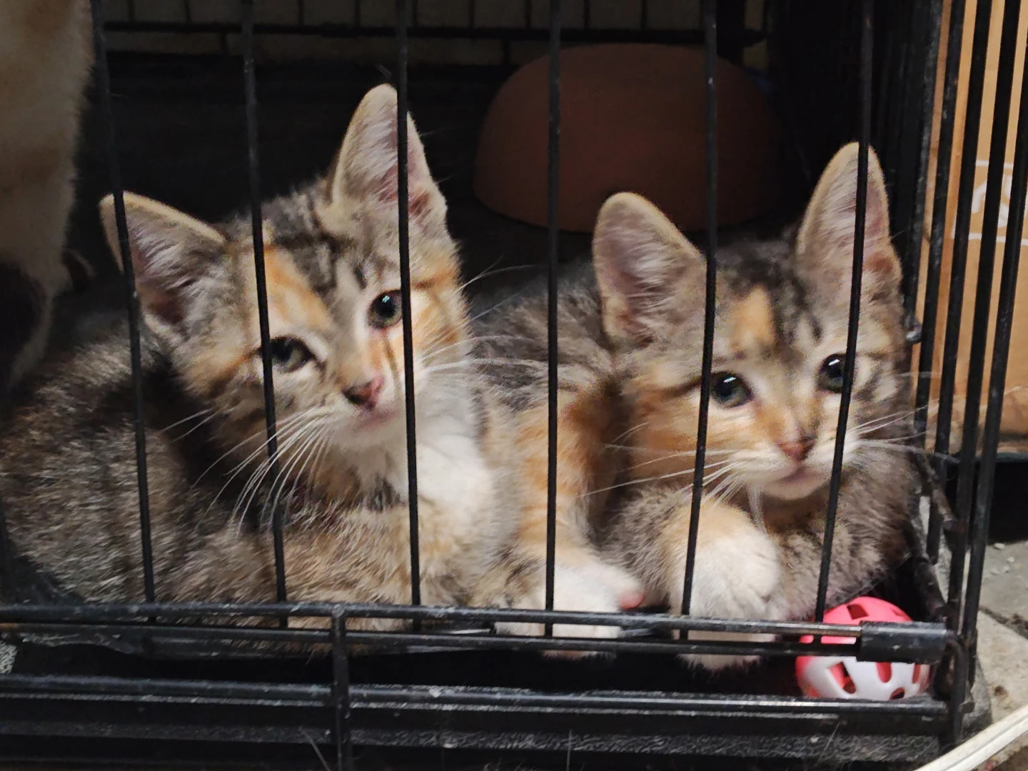 Cute kittens in need of a loving home - photo 2