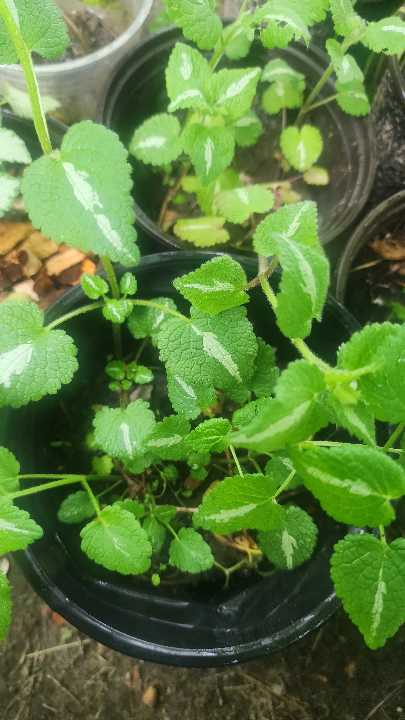 Variegated Lamium plants