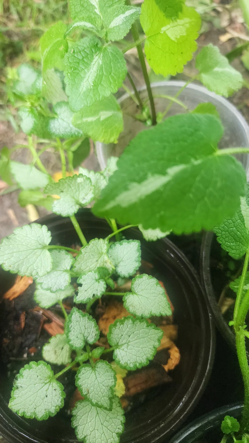 Variegated Lamium plants - photo 2