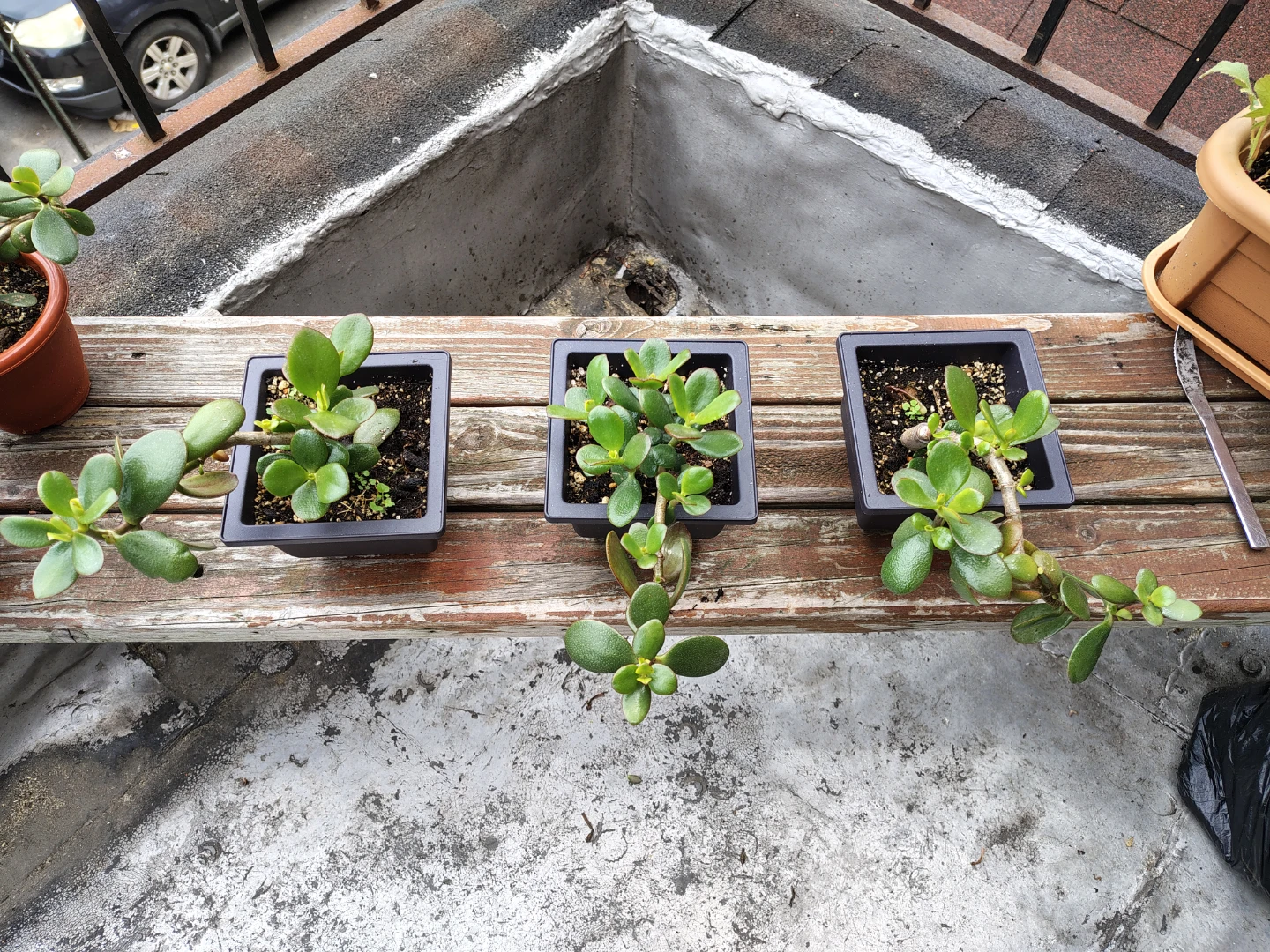 Three Jade Plants in Pots 3x$40 or $15;each