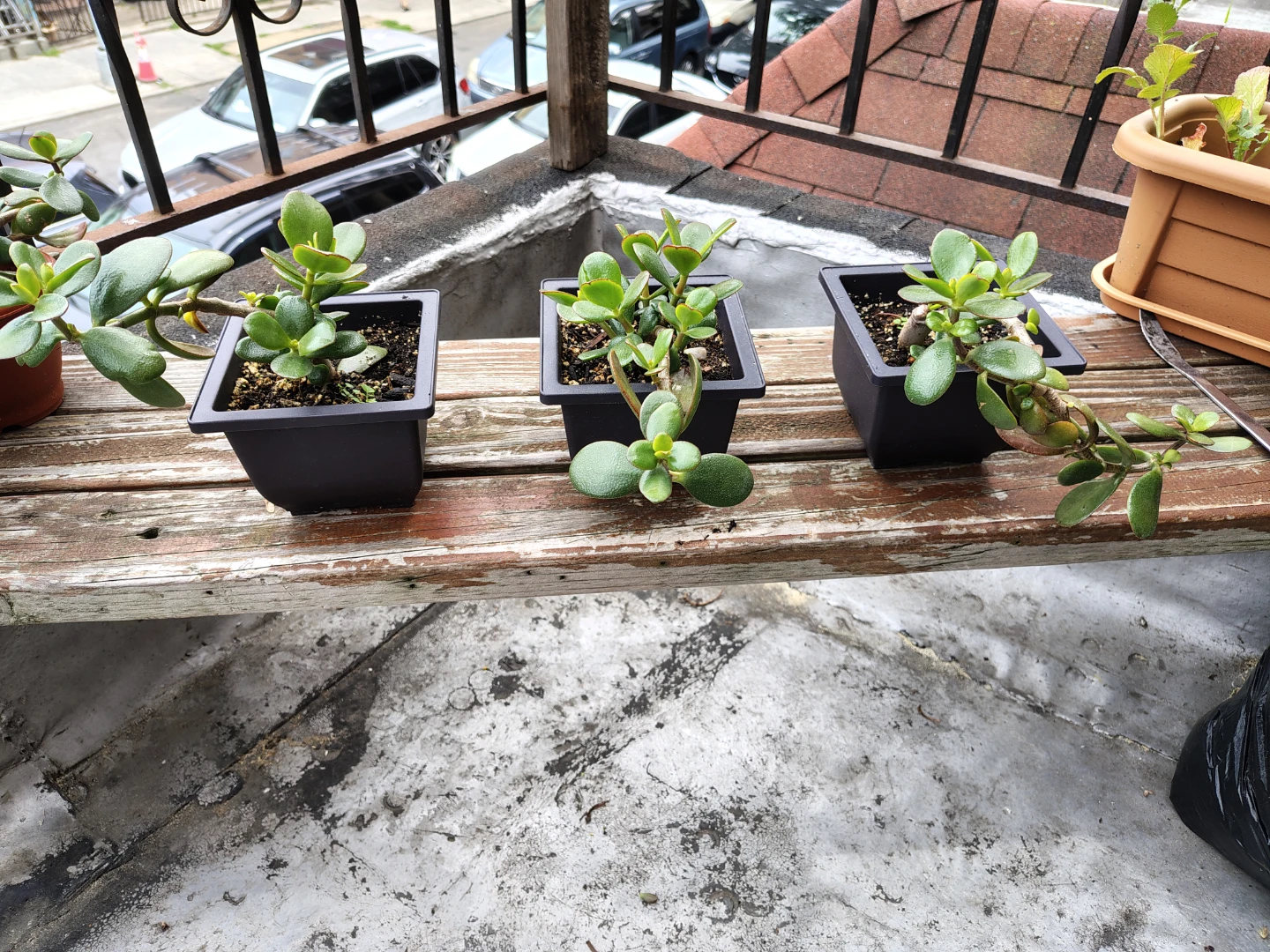 Three Jade Plants in Pots 3x$40 or $15;each - photo 2