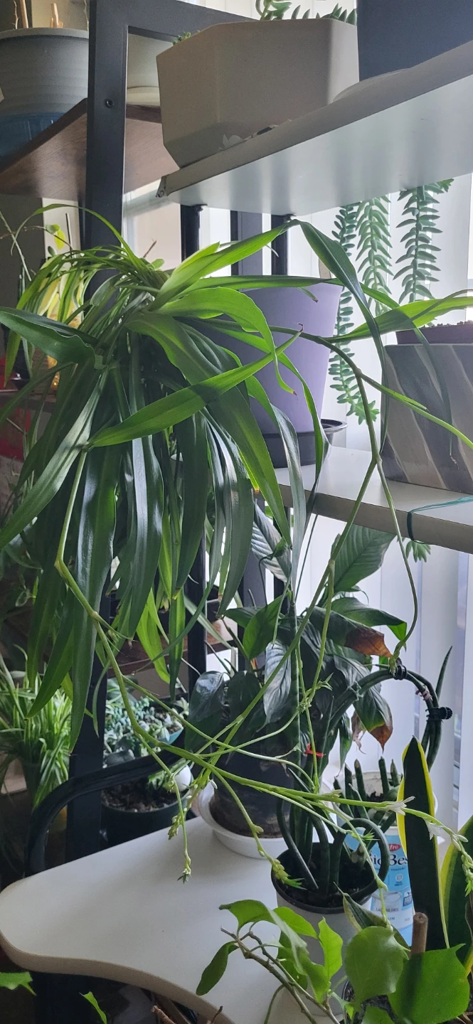 Spider Plant in blooming stage - photo 4