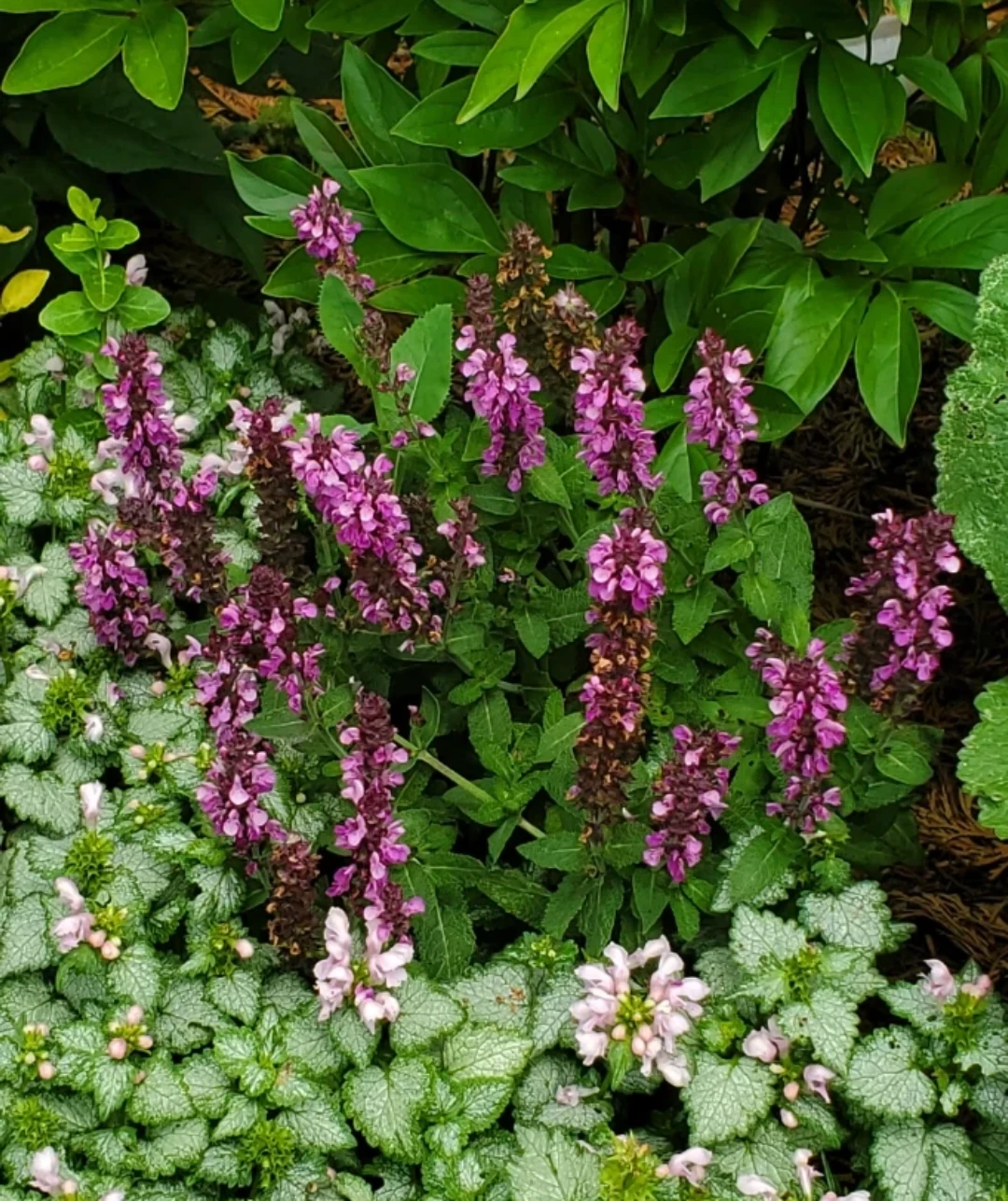 Garden Sage