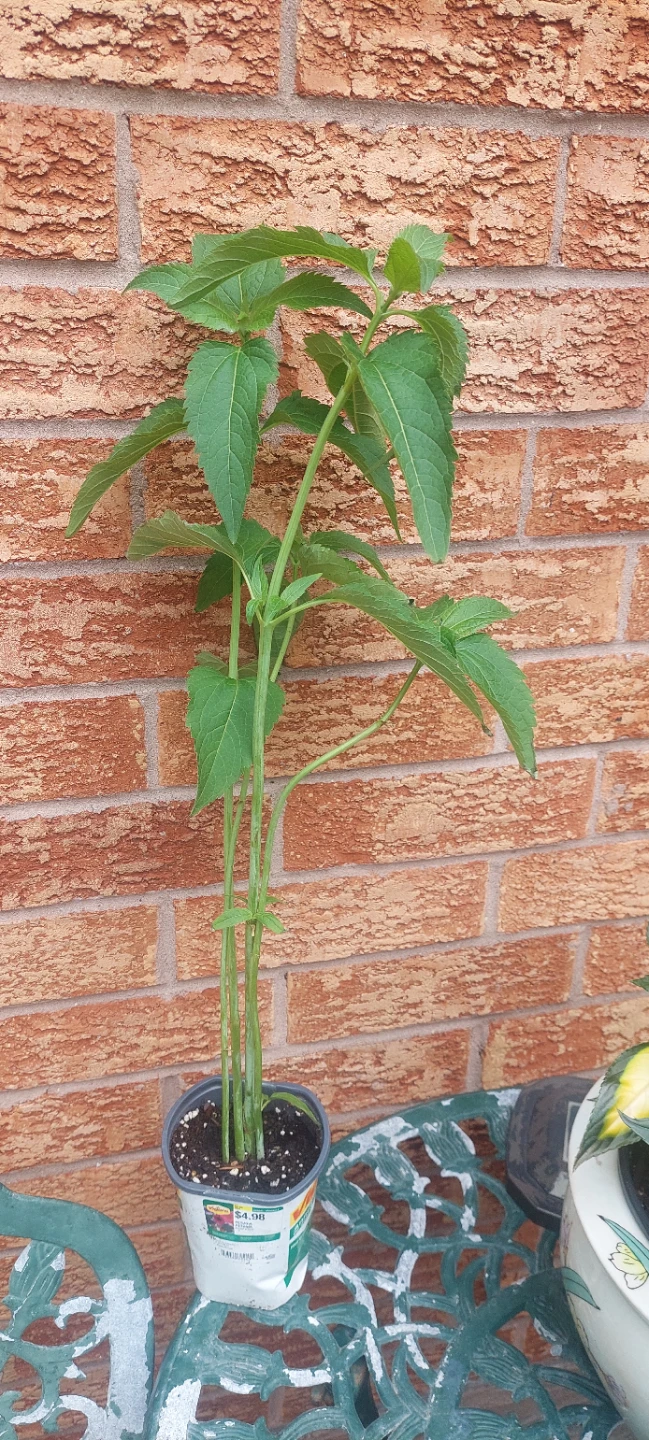 Native False Sunflower Perennials  ⚽