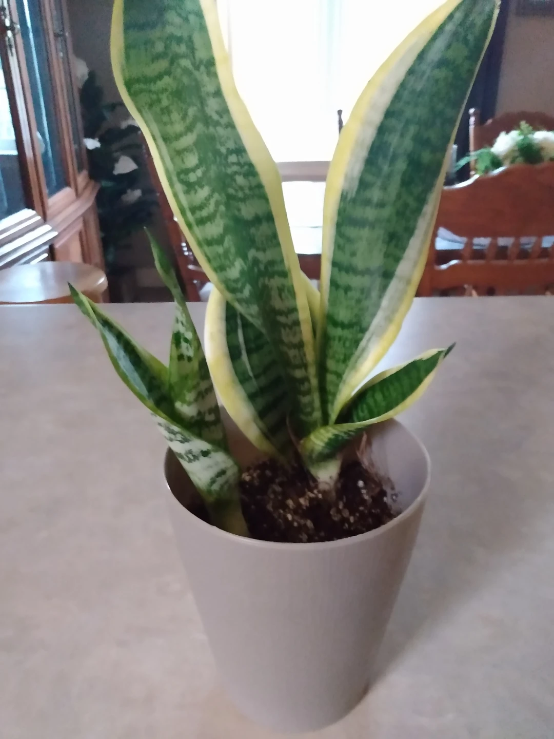 Healthy Snake Plant in white Pot