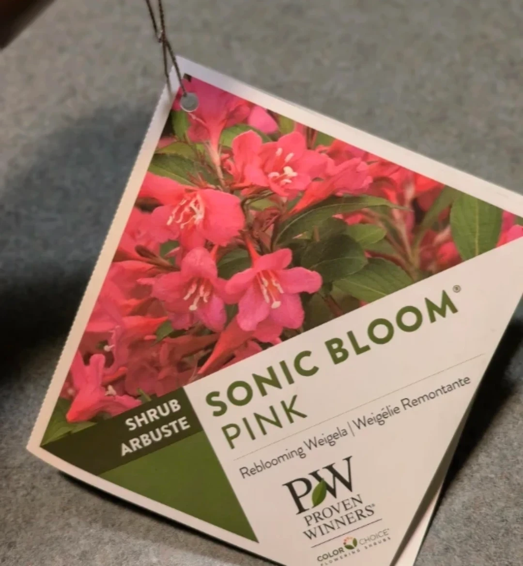 Reblooming Weigela - Sonic Bloom Pink - photo 4
