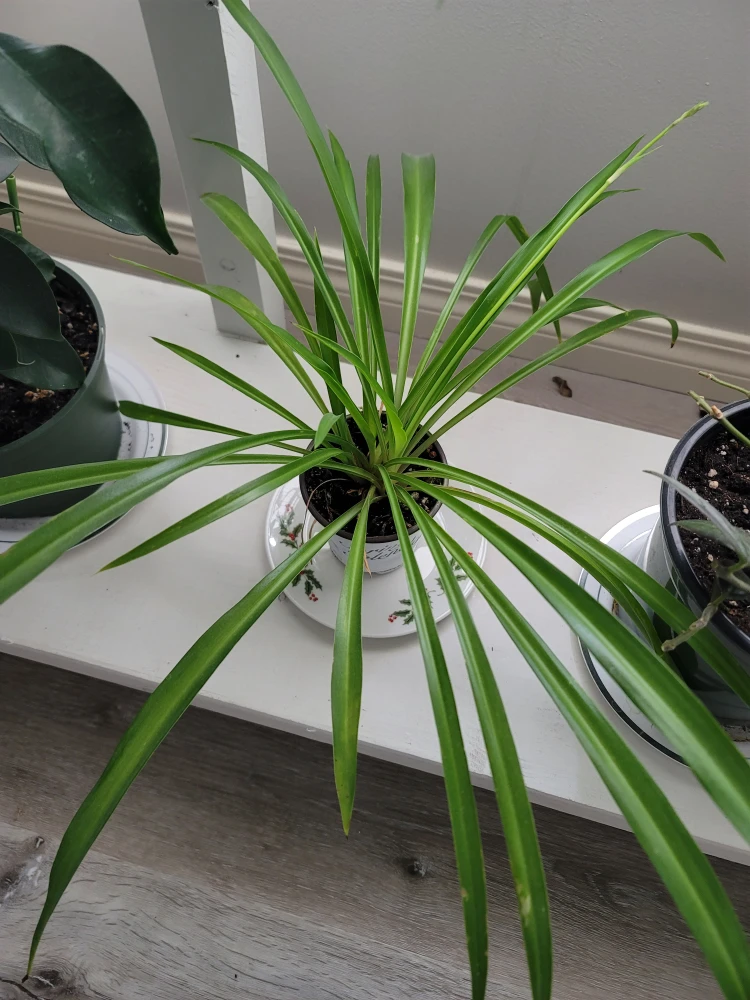 Indoor and outdoor plants 🪴