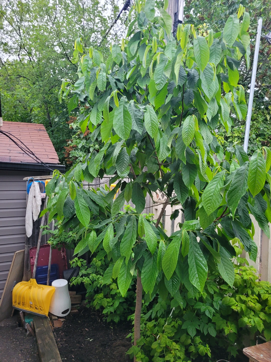 RARE Paw paw fruit tree saplings 25$ - photo 3