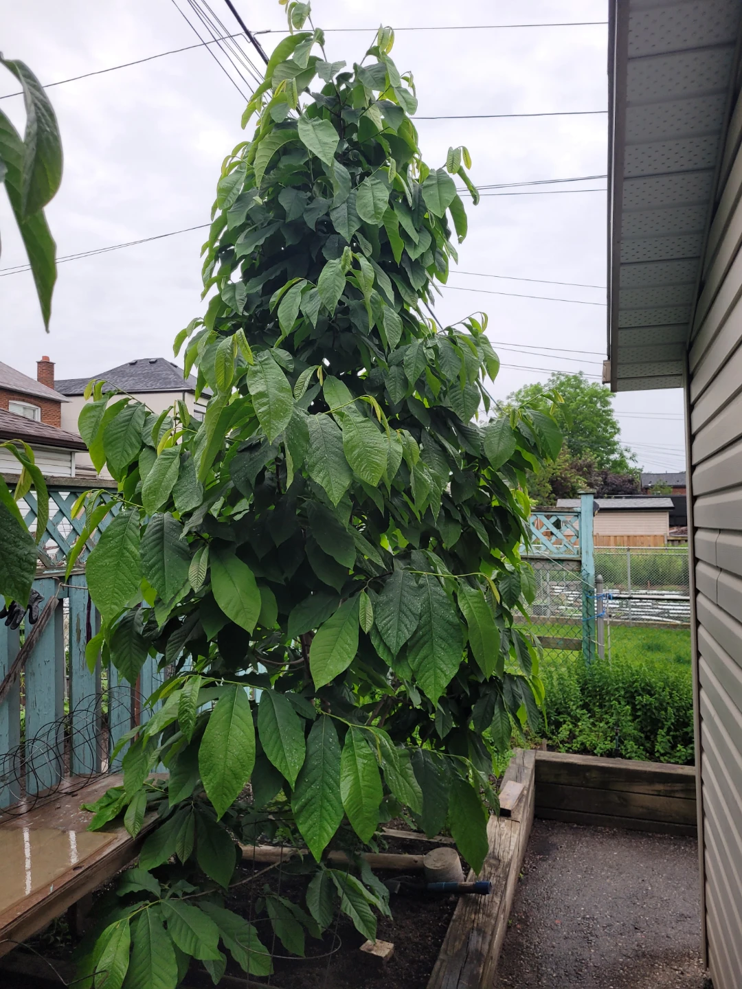 RARE Paw paw fruit tree saplings 25$ - photo 4