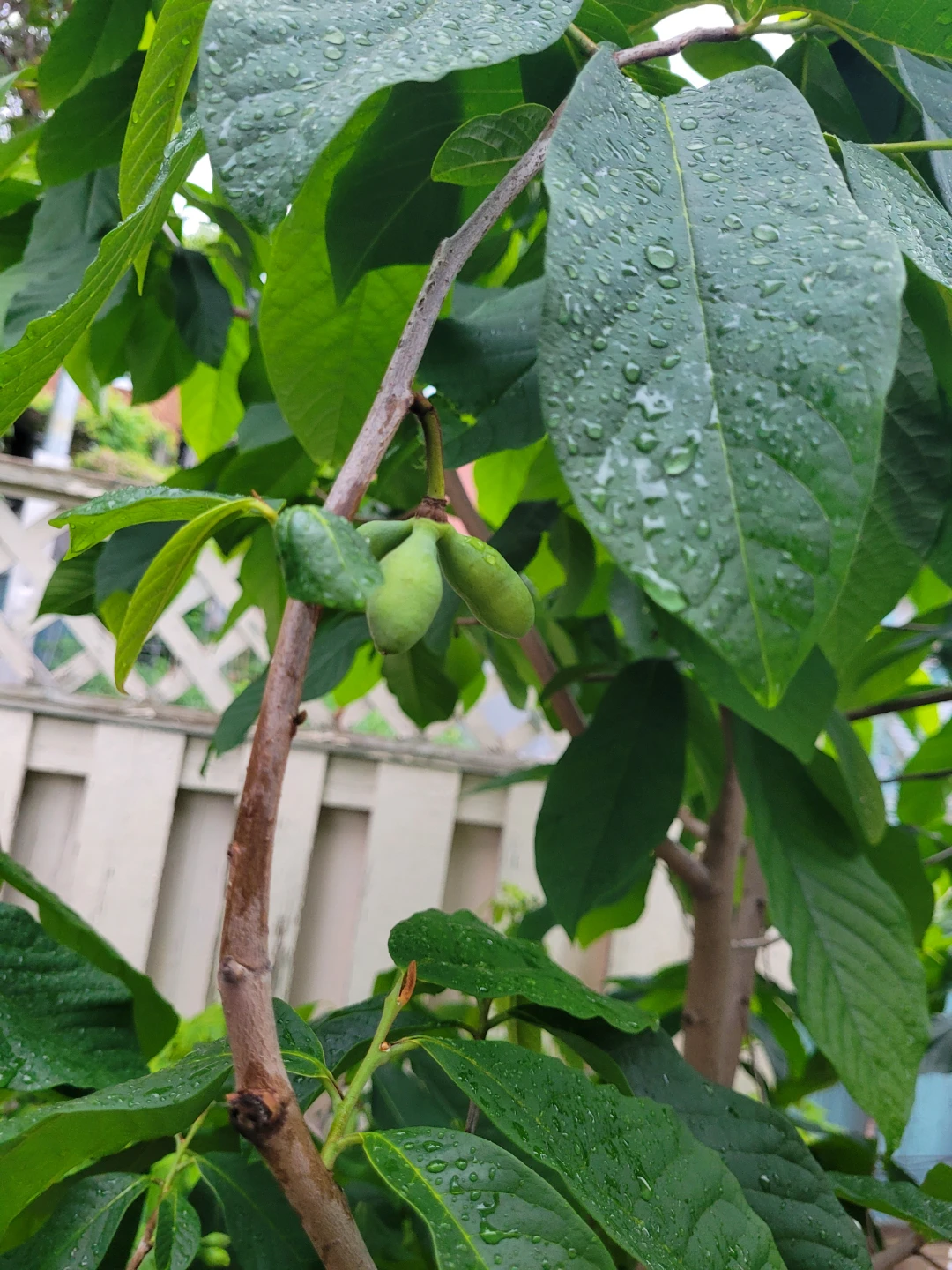 RARE Paw paw fruit tree saplings 25$ - photo 5