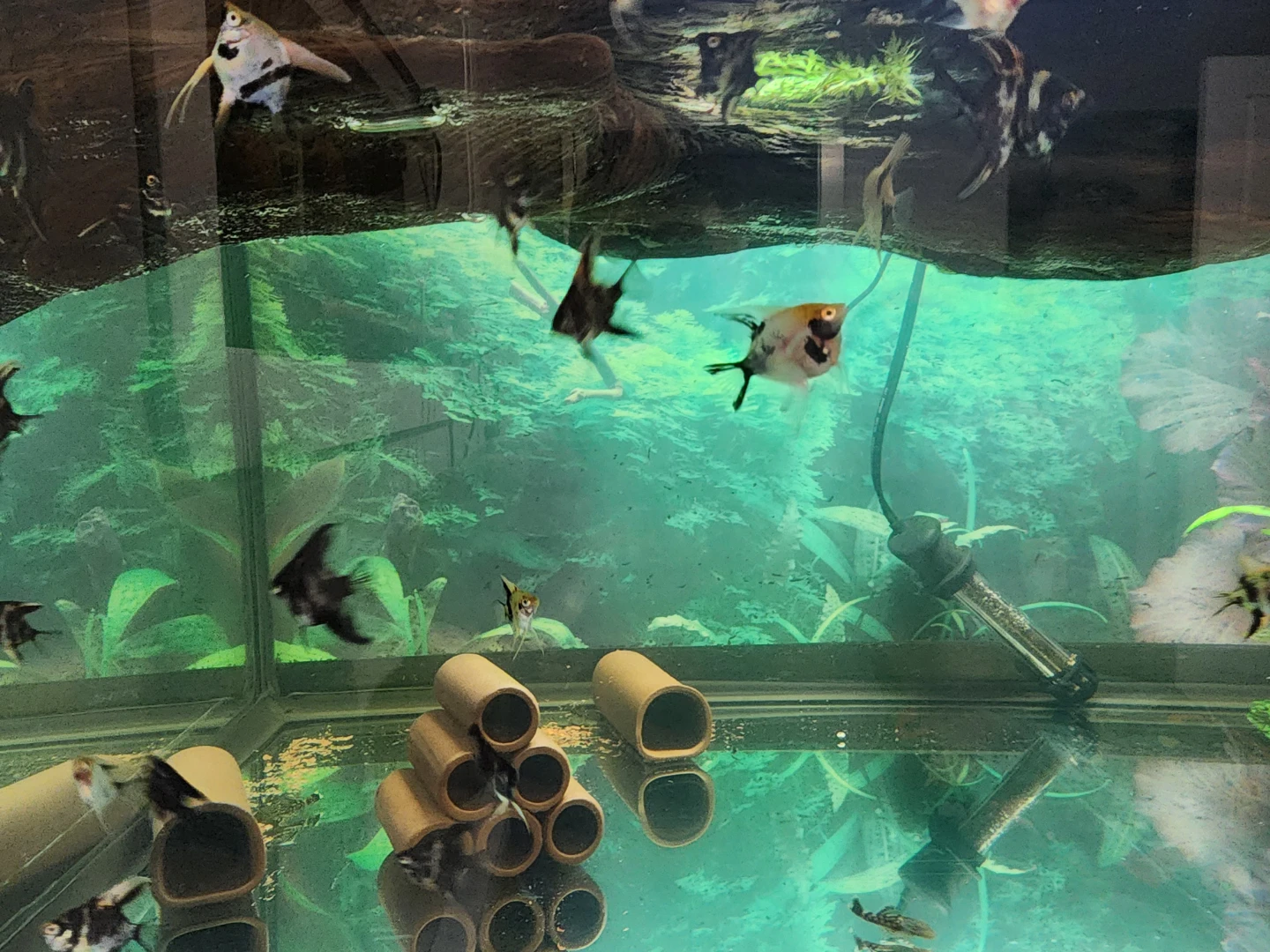 Angelfish - photo 4