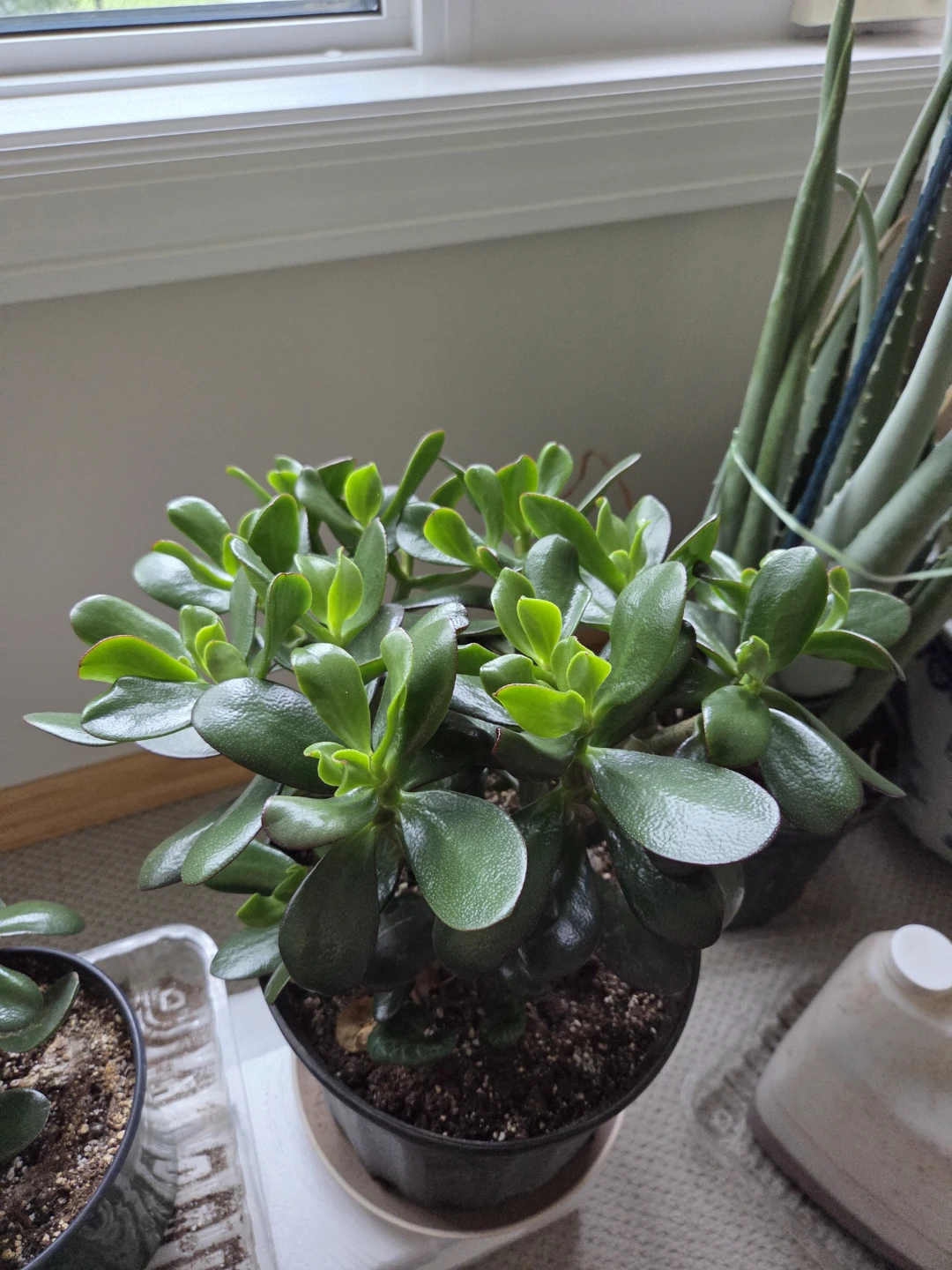 Jade Plant in Pot