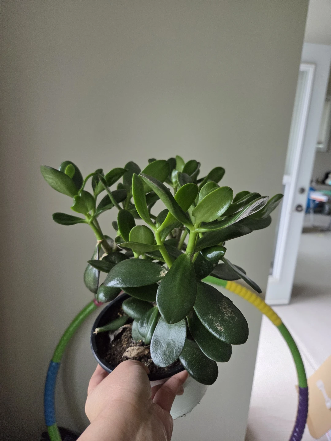 Jade Plant in Pot - photo 2