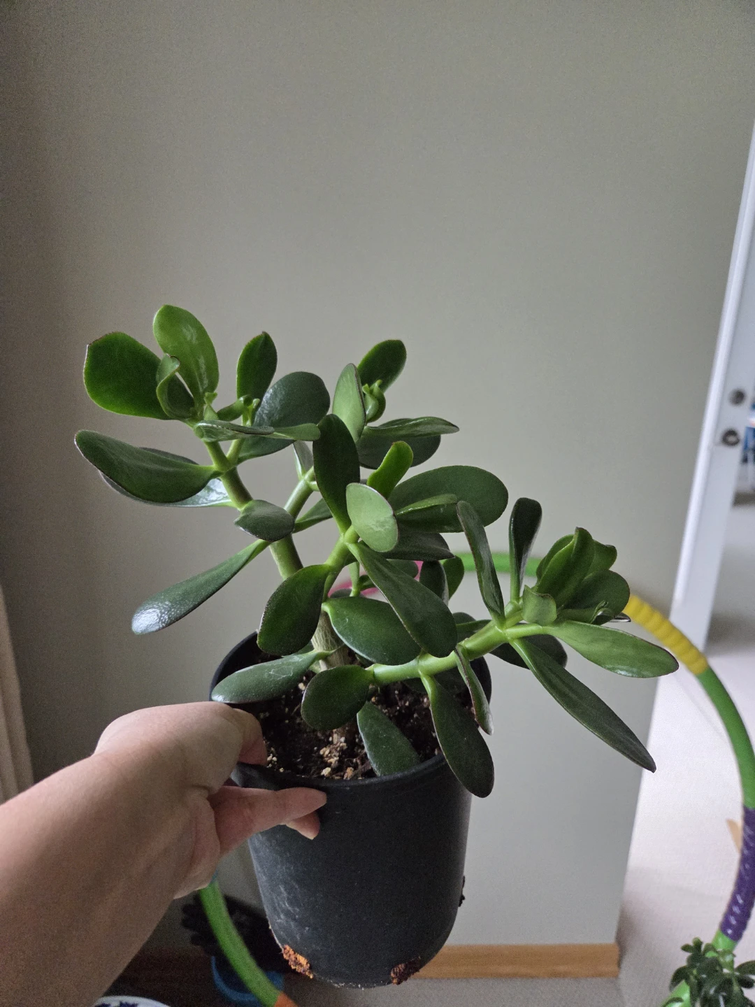 Jade Plant in Pot - photo 3